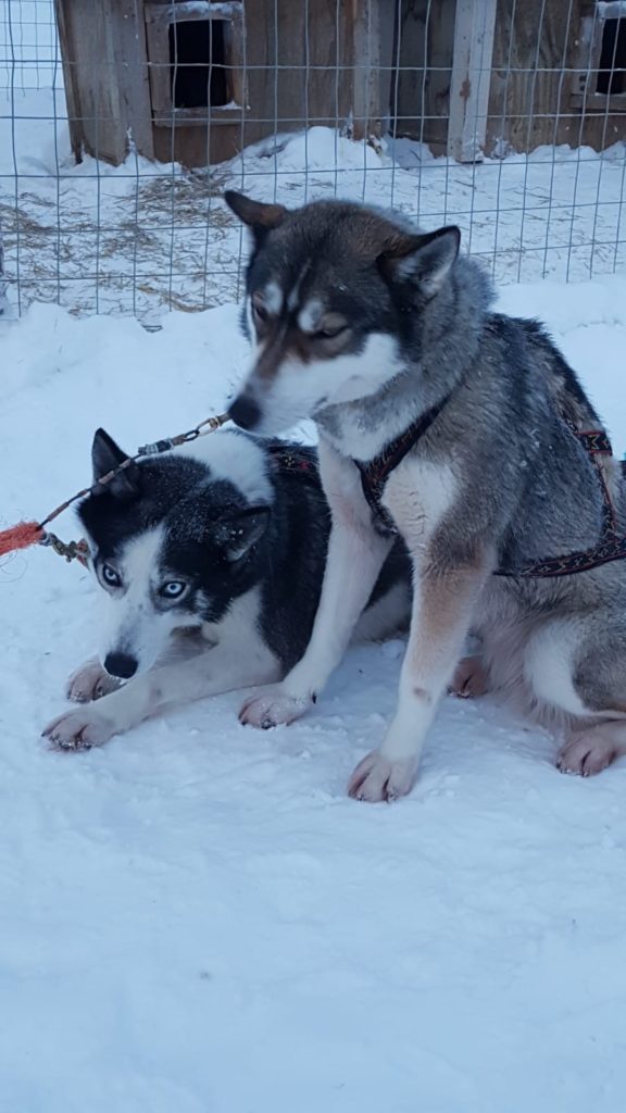 husky, dog, lapland, sled, Levi, Finland, snow, travel