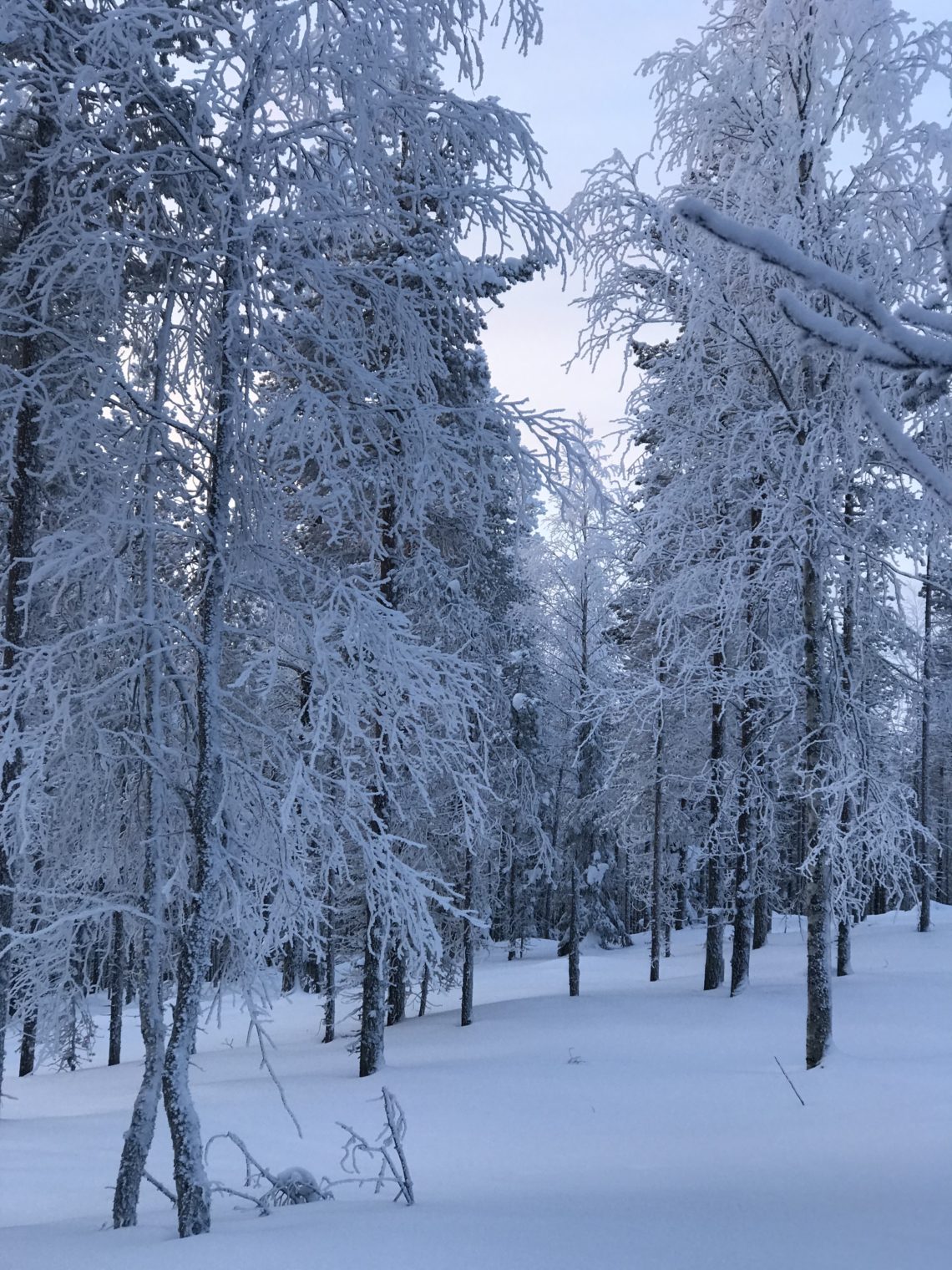 Levi, Finland, snow, holiday, travel, trees, winter, ski