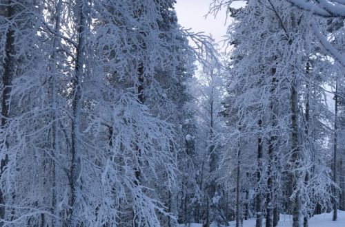 Levi, Finland, snow, holiday, travel, trees, winter, ski